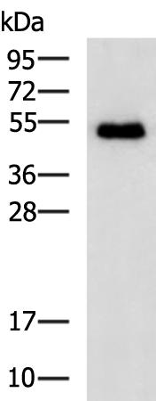 小鼠抗FCGR3A单克隆抗体 