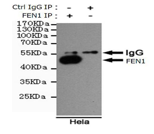 小鼠抗FEN1单克隆抗体
