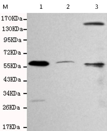 小鼠抗GATA6单克隆抗体  