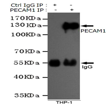 小鼠抗PECAM1单克隆抗体 