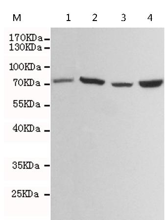 小鼠抗HSPA5单克隆抗体   