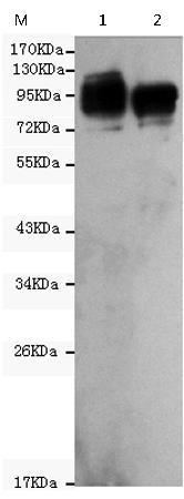 小鼠抗ICAM1单克隆抗体  