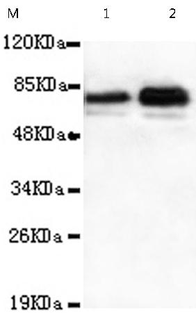小鼠抗IKZF1(C-term)单克隆抗体 