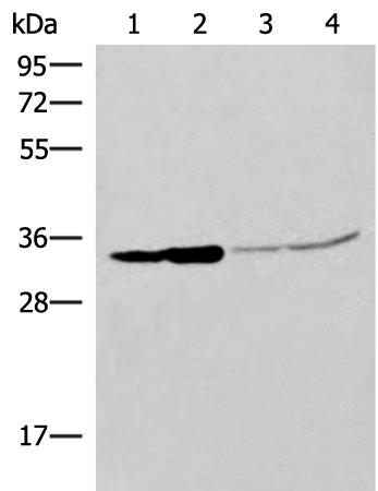 小鼠抗IL1B单克隆抗体  