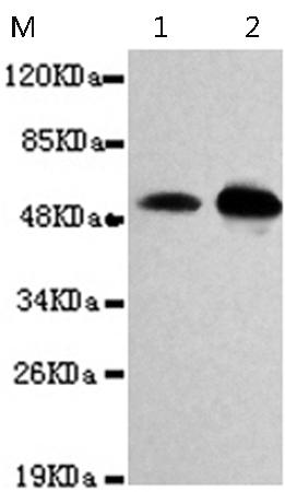 小鼠抗LCK单克隆抗体  