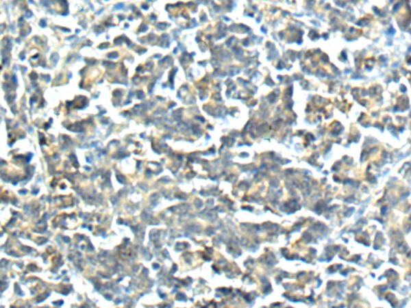 小鼠抗PRKAA1单克隆抗体