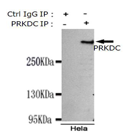 小鼠抗PRKDC单克隆抗体 