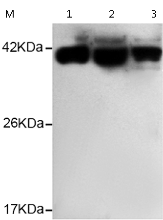 小鼠抗PRMT1单克隆抗体 