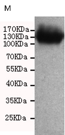 小鼠抗PROM1单克隆抗体  