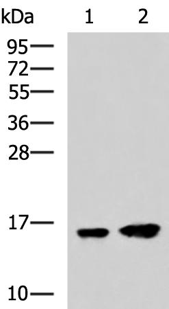 小鼠抗MAP1LC3A单克隆抗体