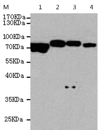小鼠抗PTPN6单克隆抗体
