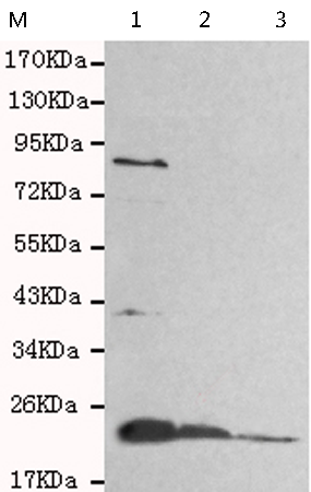 小鼠抗RAB2A单克隆抗体