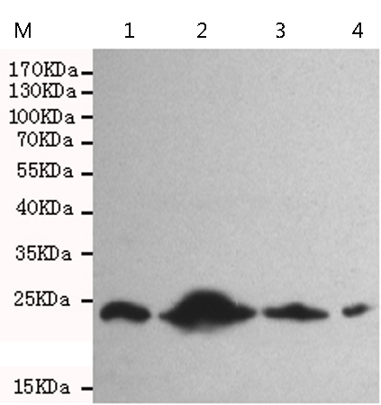 小鼠抗RAB4A单克隆抗体