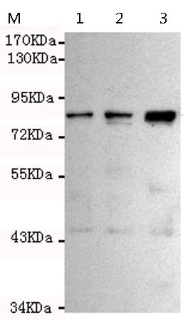 小鼠抗MLH1单克隆抗体  