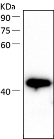 小鼠抗SEPT2单克隆抗体 