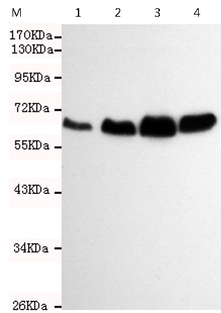 小鼠抗SMAD2单克隆抗体