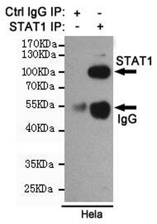 小鼠抗STAT1单克隆抗体   
