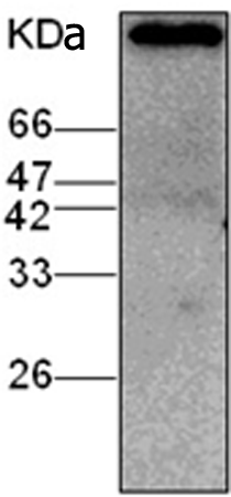 小鼠抗STAT6单克隆抗体