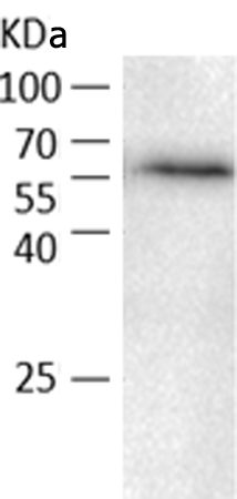 小鼠抗TFCP2单克隆抗体
