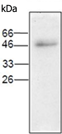 小鼠抗TFDP1单克隆抗体  