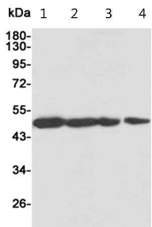 小鼠抗TRIM21单克隆抗体