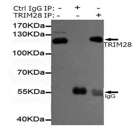 小鼠抗TRIM28单克隆抗体