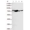 小鼠抗BIRC3单克隆抗体 