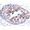兔抗STAT5A (Phospho-Ser780) 多克隆抗体