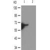 兔抗STK11(Phospho-Thr189) 多克隆抗体