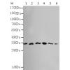 小鼠抗CDK5(N-term)单克隆抗体 