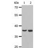兔抗STK3/4(Phospho-Thr183)多克隆抗体
