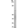 兔抗STK39(Ab-325) 多克隆抗体
