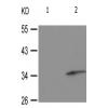 兔抗STX1A(Phospho-Ser14) 多克隆抗体
