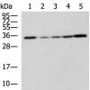 兔抗STX6多克隆抗体