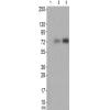 兔抗SYK(Phospho-Tyr352) 多克隆抗体