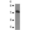 兔抗SYN1 (Phospho-Ser9) 多克隆抗体
