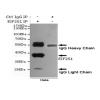 小鼠抗EIF2S1单克隆抗体