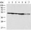 小鼠抗EIF4A1单克隆抗体  