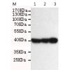 小鼠抗ERCC1单克隆抗体