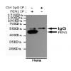 小鼠抗FEN1单克隆抗体