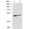 兔抗LRRC28多克隆抗体