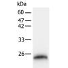 小鼠抗FKBP11单克隆抗体  