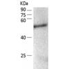 小鼠抗FOXP3单克隆抗体  