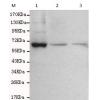 小鼠抗GTF2H1单克隆抗体 
