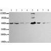 小鼠抗HDAC3单克隆抗体 