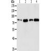 兔抗TGM2多克隆抗体