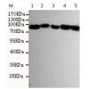 小鼠抗HSP90AB1单克隆抗体  