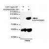 小鼠抗HSP90AB1单克隆抗体  