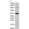 小鼠抗PEG10单克隆抗体   