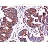 小鼠抗HSPA5(C-term)单克隆抗体  